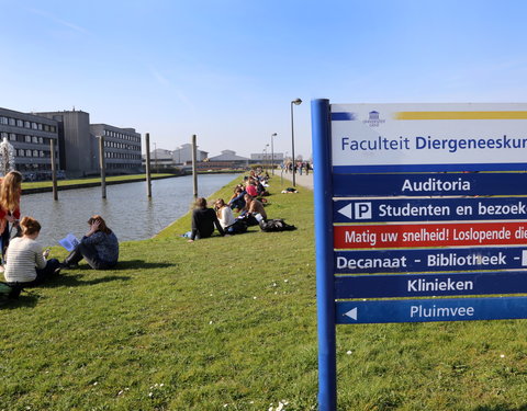 Sfeerbeeld faculteit Diergeneeskunde-40605