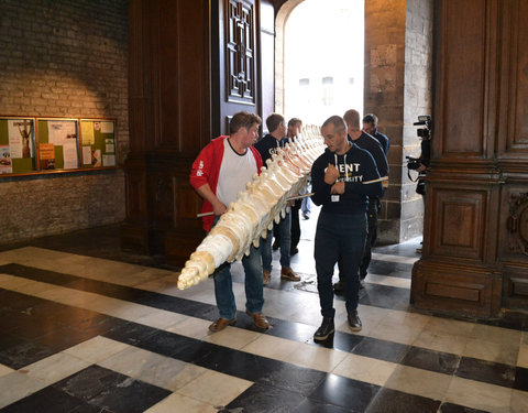 Transport skelet vinvis naar Sint-Baafskathedraal